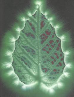 Leaf of Soul